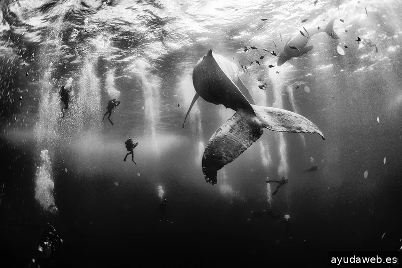 La Otra Comunicación