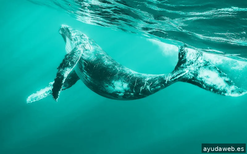 La Otra Comunicación