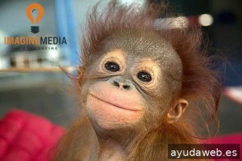 Imagine MEDIA Marketing