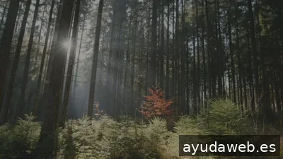 LOSAR REGALOS PARA EMPRESAS