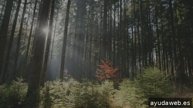 LOSAR REGALOS PARA EMPRESAS