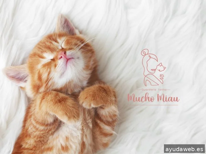 Estudio Canela y Limón