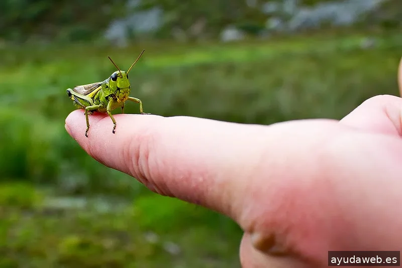 Pangea Proyectos Reinosa