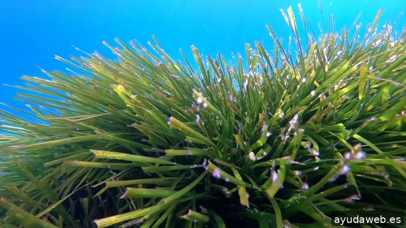 Allard Producciones - Grabacion de Videos - Dron - Marketing