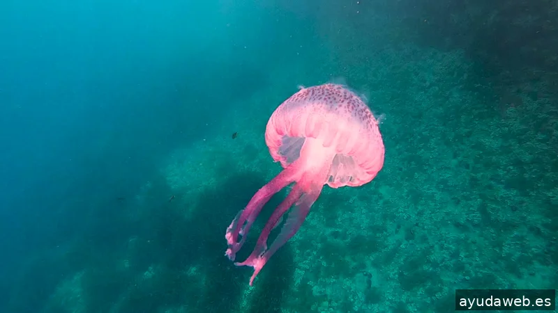 Allard Producciones - Grabacion de Videos - Dron - Marketing