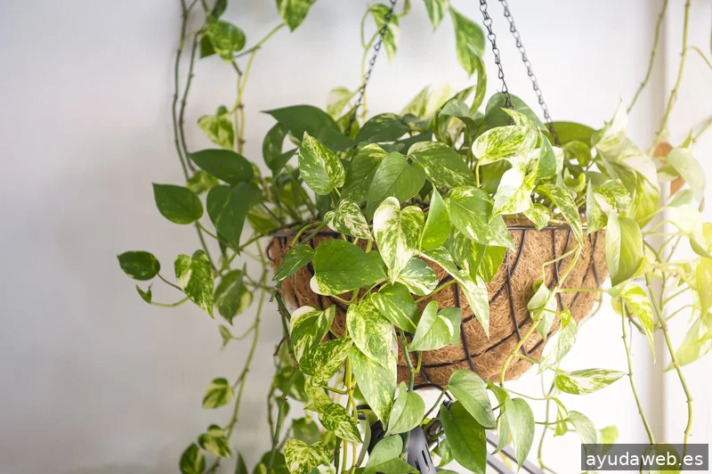 seomarket - Diseño Web Lleida