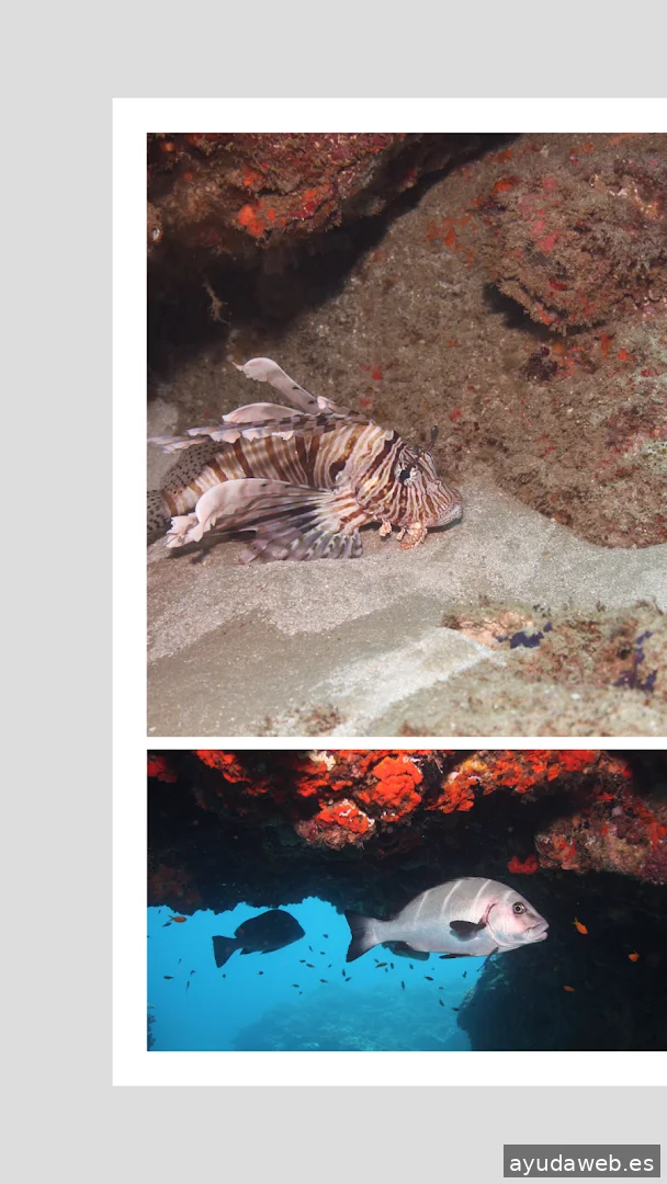 Red Kettle Marketing