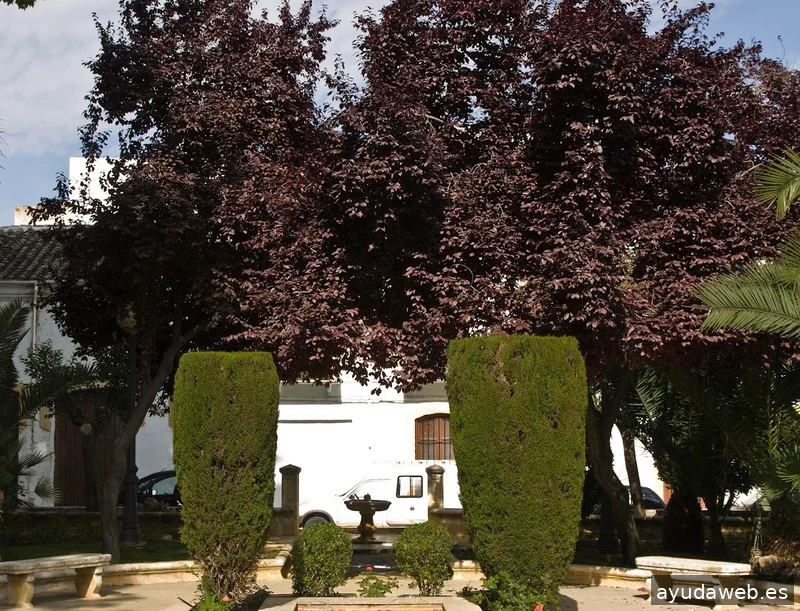 Paseos Priego - Visitas Guiadas