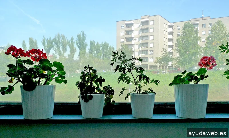 Emociona Soluciones Creativas