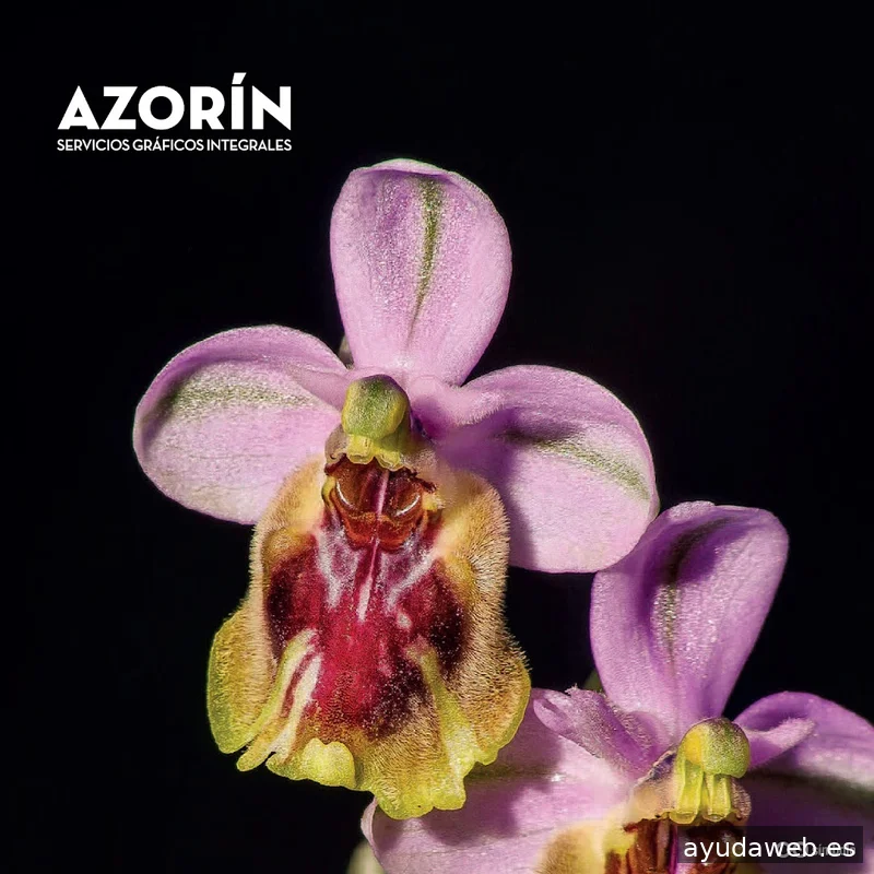 Símbolo Ingenio Creativo