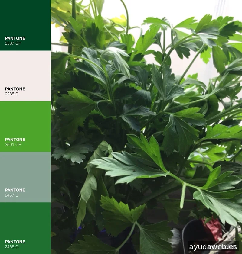 Digital Studio Altea