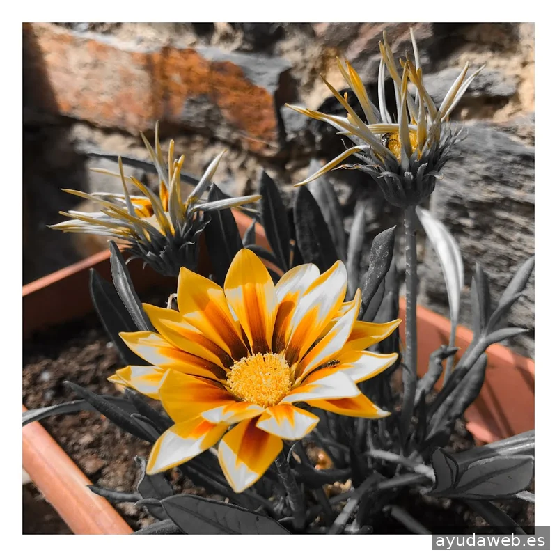 FLASHBACK Estudio Creativo