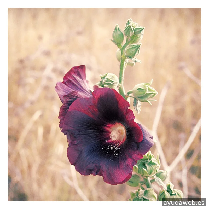 FLASHBACK Estudio Creativo