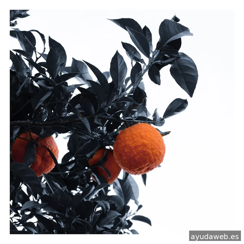 FLASHBACK Estudio Creativo