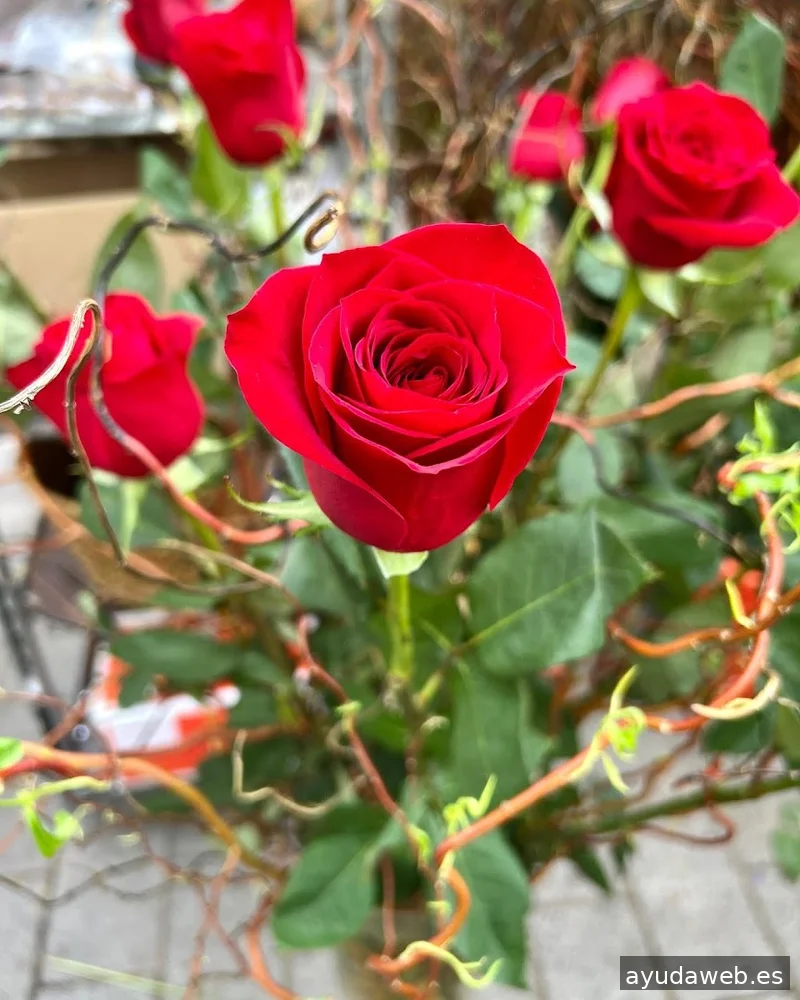 MESPLANS Agency: Serveis Integrals de Comunicació, Publicitat, Disseny i Marketing Digital