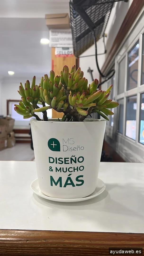 MS_Diseño
