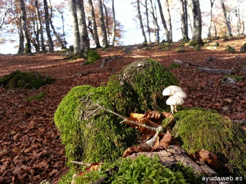 Lastresw Proyectos Digitales y Creación de Marca