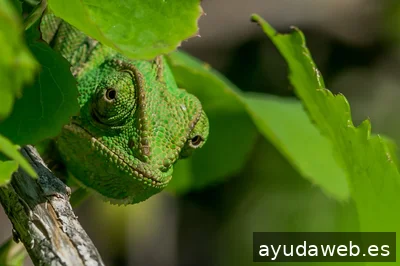 Chameleon Growth