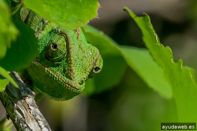 Chameleon Growth