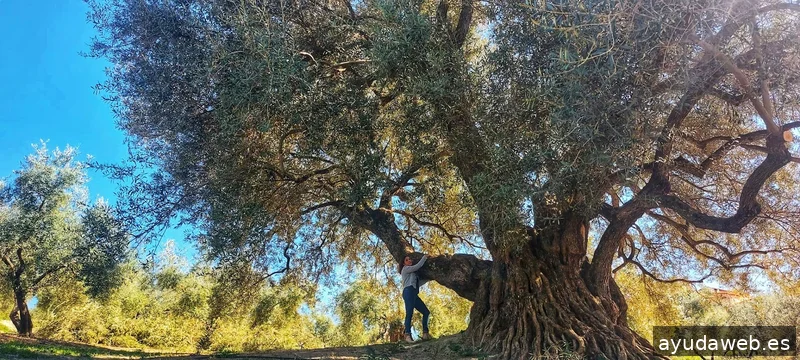 Laura Calvo | Oleoturismo, Contenido y Estrategia de ventas para Marcas de Aceite de Oliva que no quieren parecer genéricas