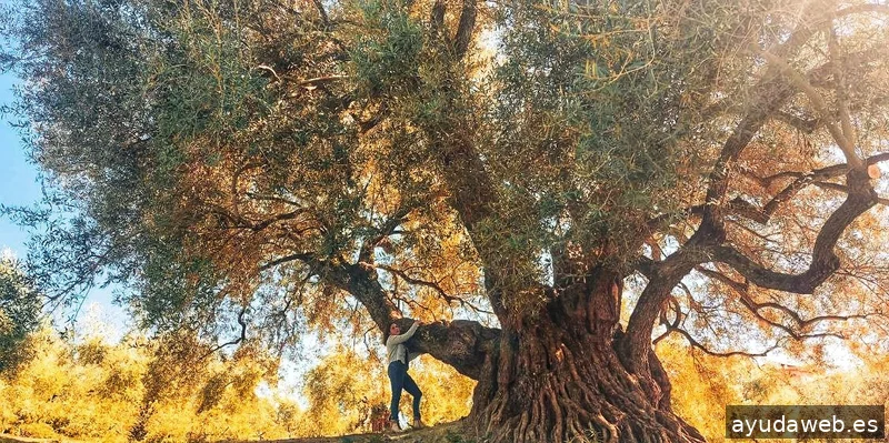 Laura Calvo | Oleoturismo, Contenido y Estrategia de ventas para Marcas de Aceite de Oliva que no quieren parecer genéricas