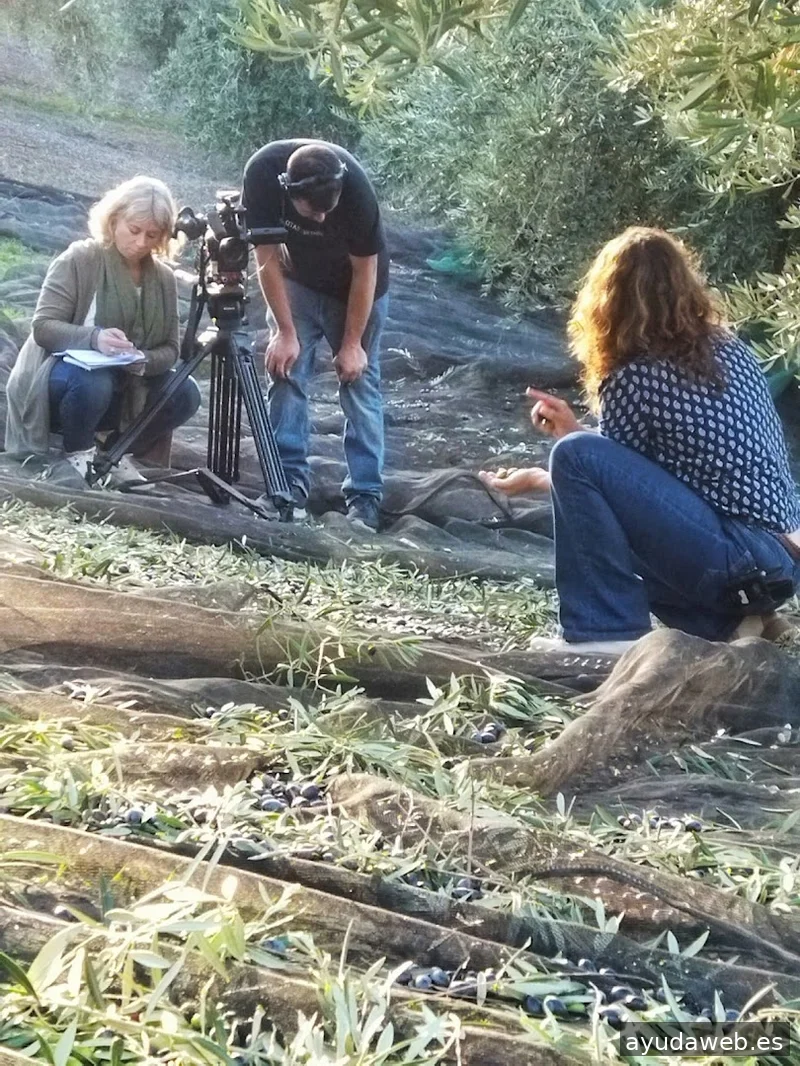 Laura Calvo | Oleoturismo, Contenido y Estrategia de ventas para Marcas de Aceite de Oliva que no quieren parecer genéricas