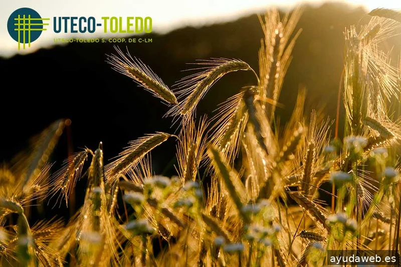 Webstalia Marketing • Diseño Web en Toledo y Técnicos SEO