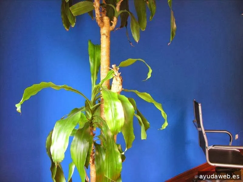 Trama Agencia de Publicidad Valladolid|Madrid