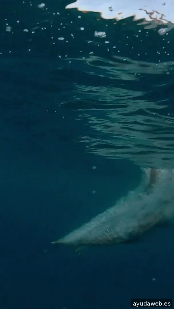 Diseño Gráfico Alicante