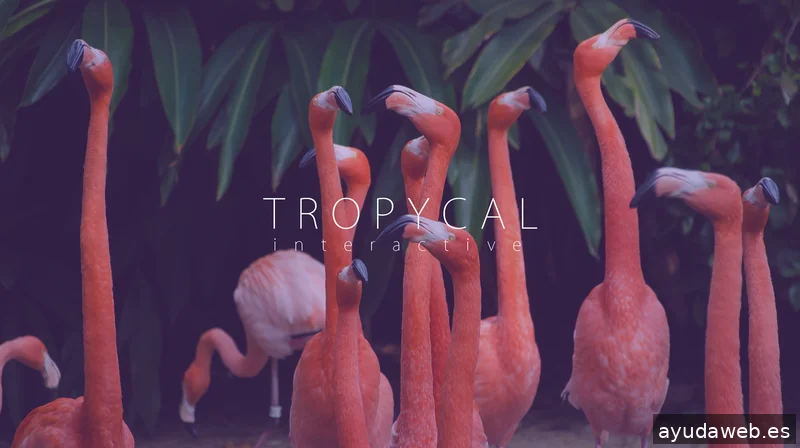 Tropycal Interactive | Diseño Web, Social Media, Marketing Online, Video