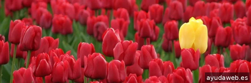 Amaseme Branding. Agencia de marketing digital