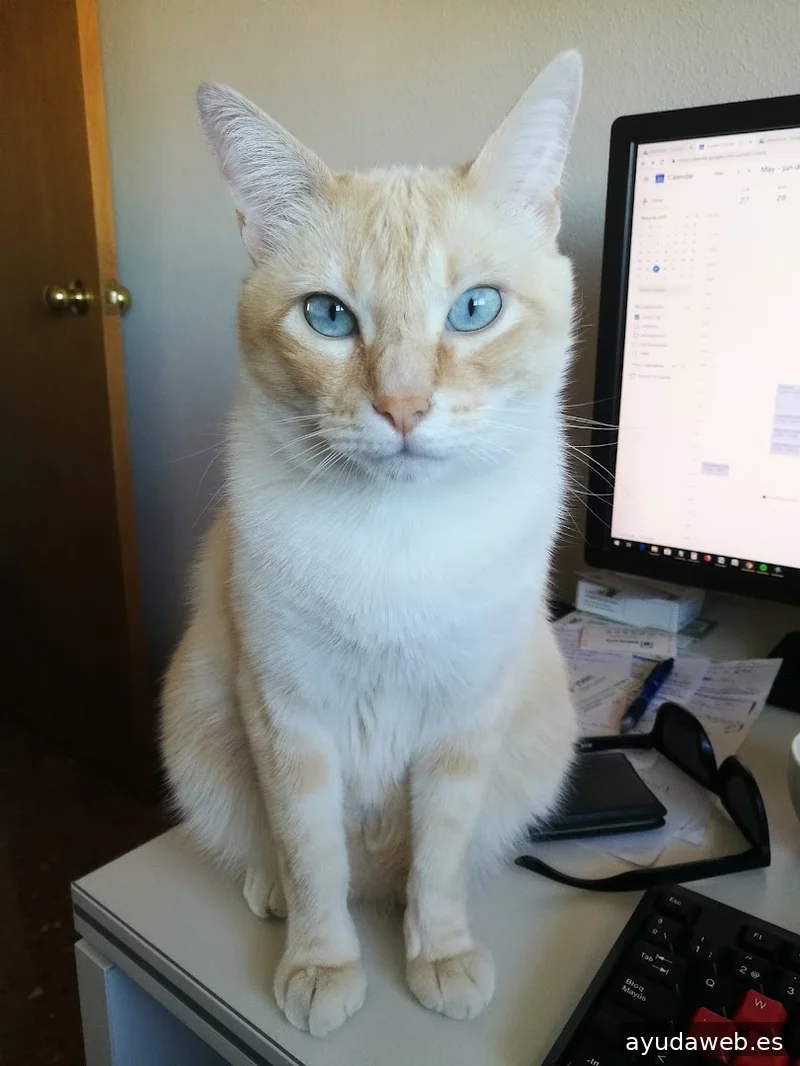 Posicionamiento SEO Marketing Valencia | Google Partner