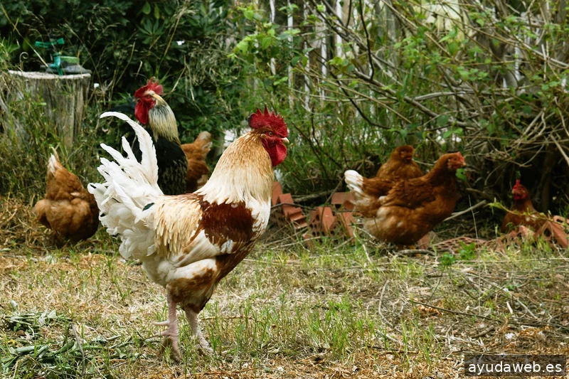 ZAK MARKETING CREATIVO