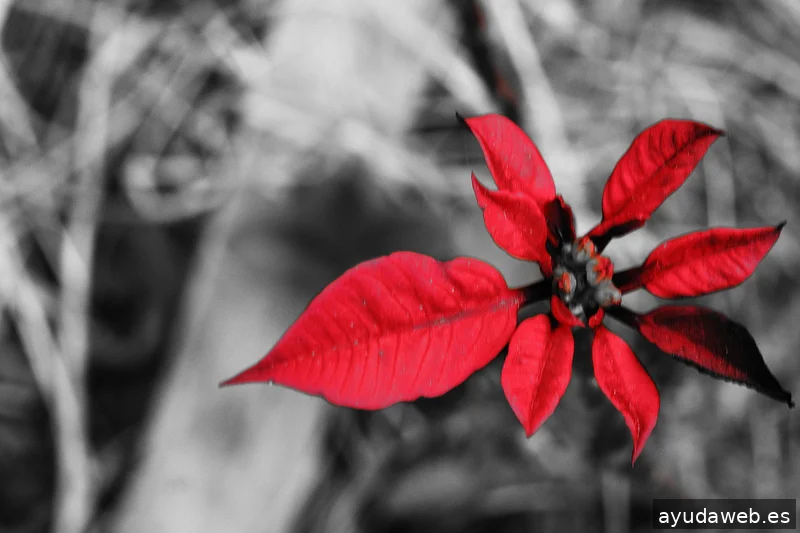 ZAK MARKETING CREATIVO