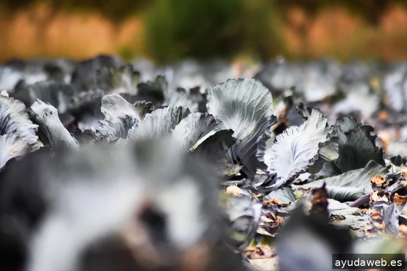 ZAK MARKETING CREATIVO