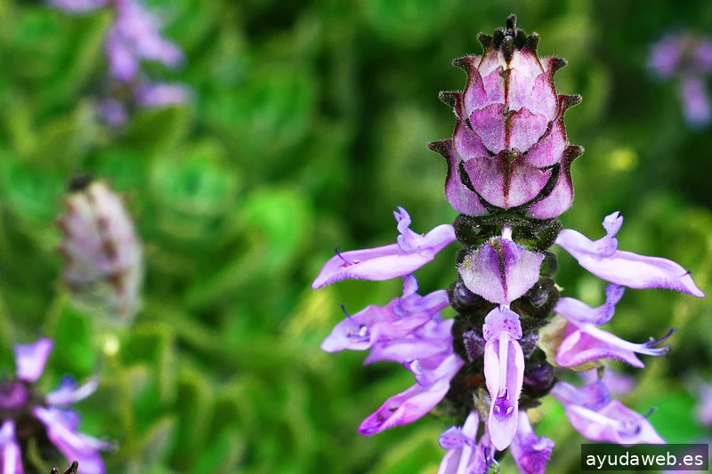 ZAK MARKETING CREATIVO