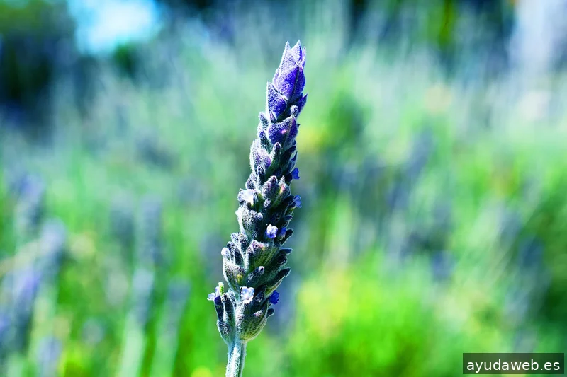 ZAK MARKETING CREATIVO