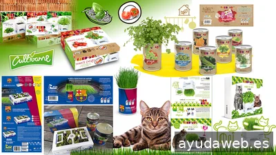 Update diseñador freelance