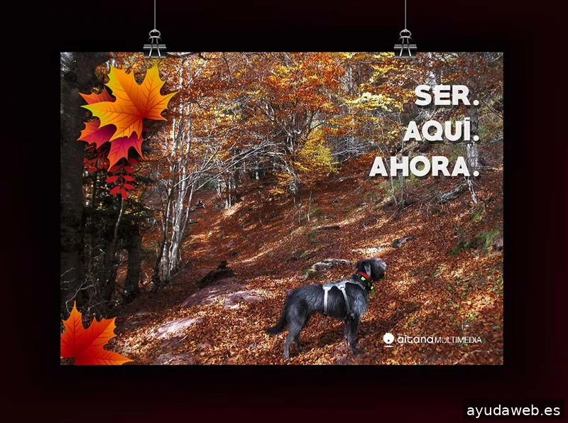 Aitana Multimedia, SL - Diseño de Páginas Web en Valencia