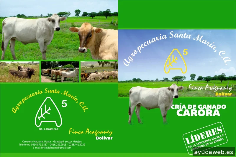 Ikusa Agencia de Marketing